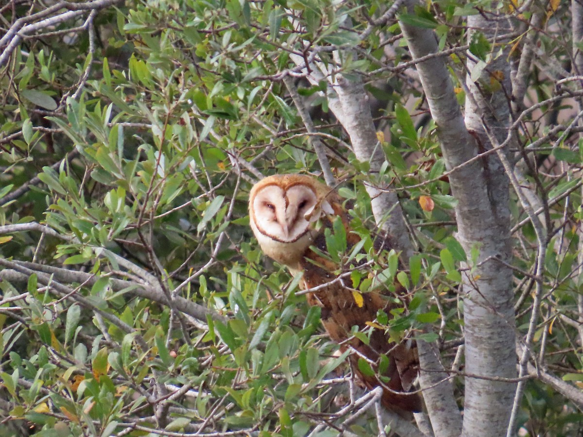 American Barn Owl - ML643449185