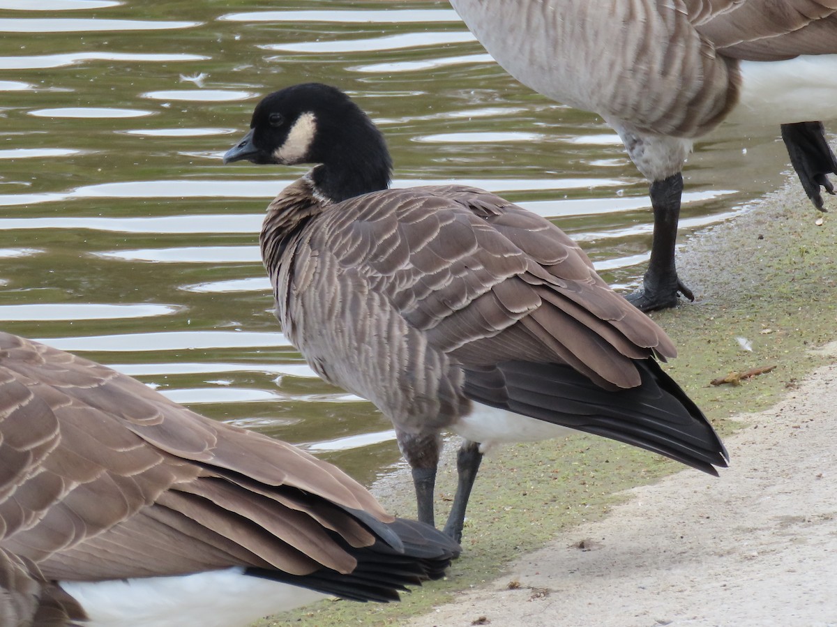 Cackling Goose - ML643449187
