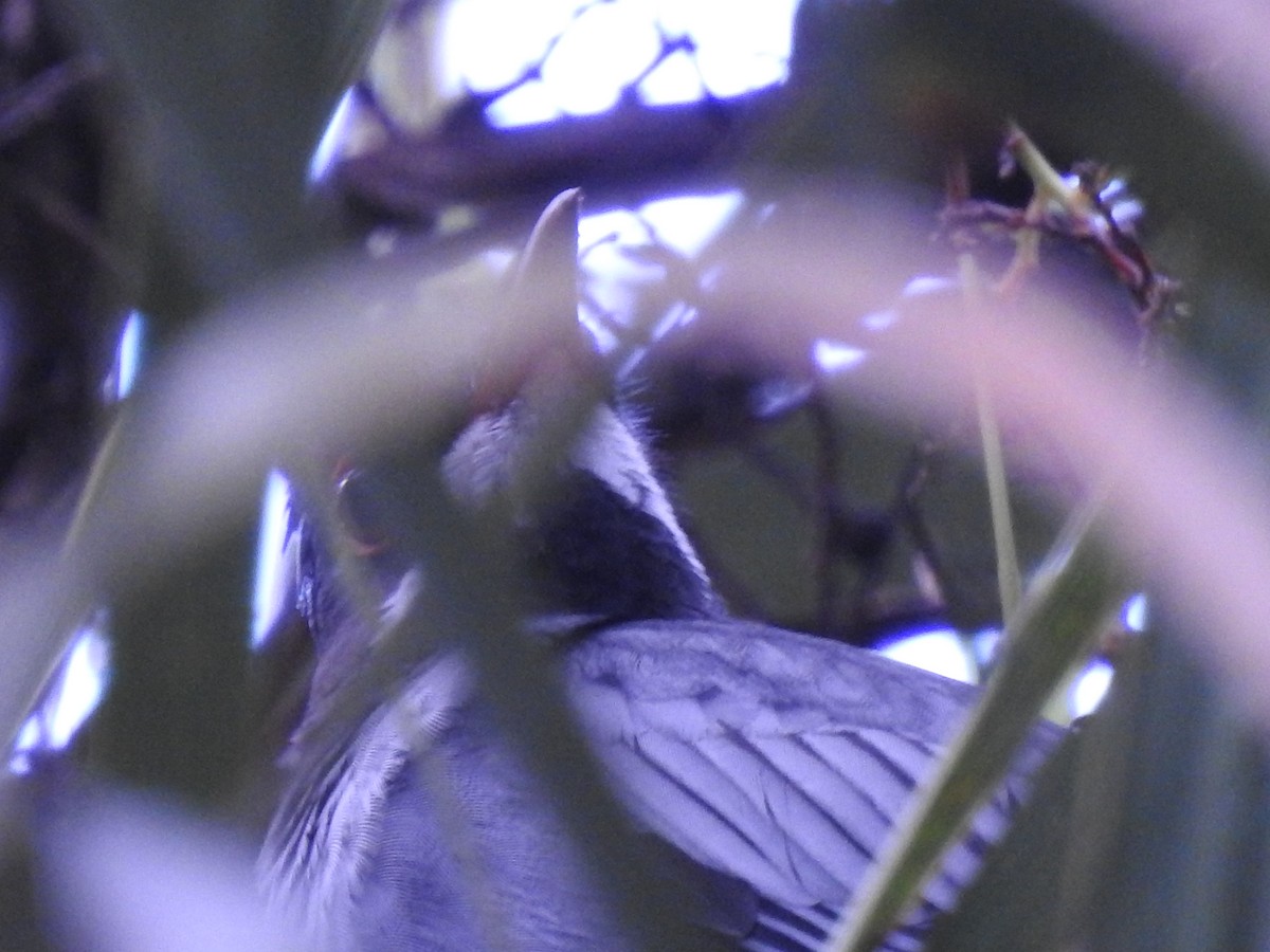 Western Red-legged Thrush (Rusty-bellied) - ML643449191