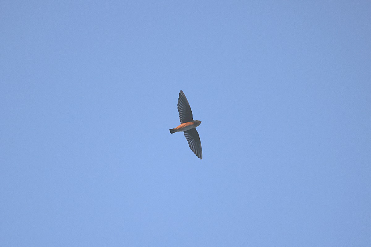 Cave Swallow - ML643449192