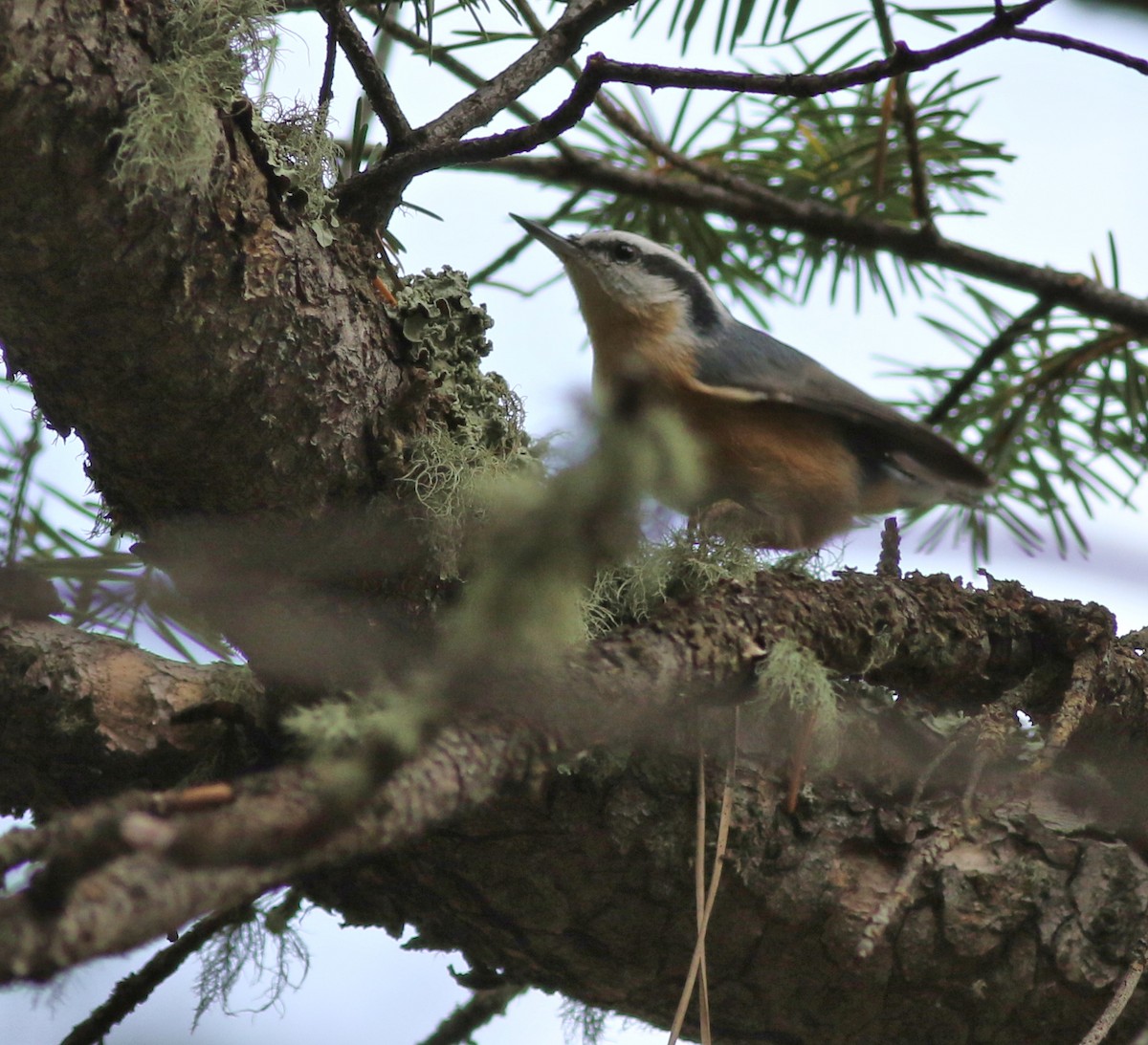 Red-breasted Nuthatch - ML643449198