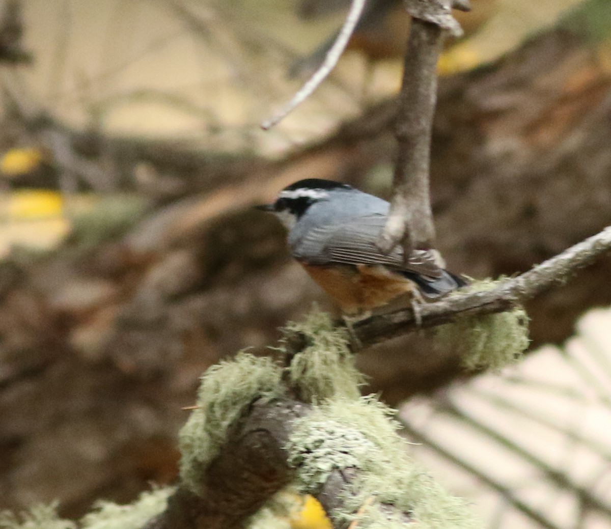 Red-breasted Nuthatch - ML643449201