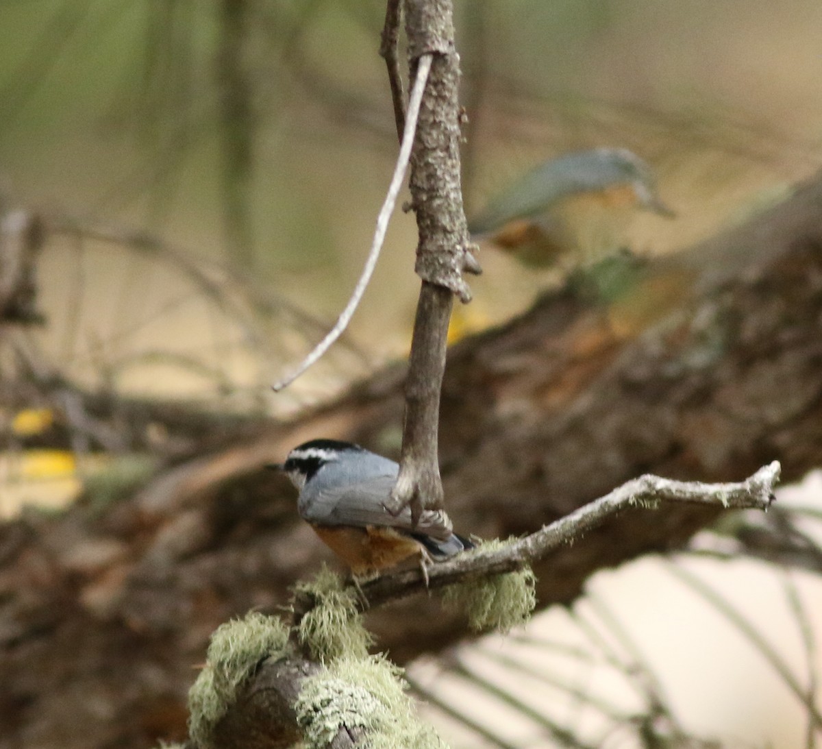 Red-breasted Nuthatch - ML643449202