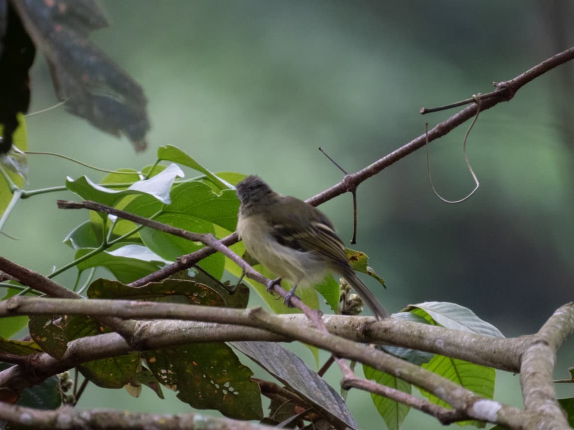 Mountain Elaenia - ML643449207