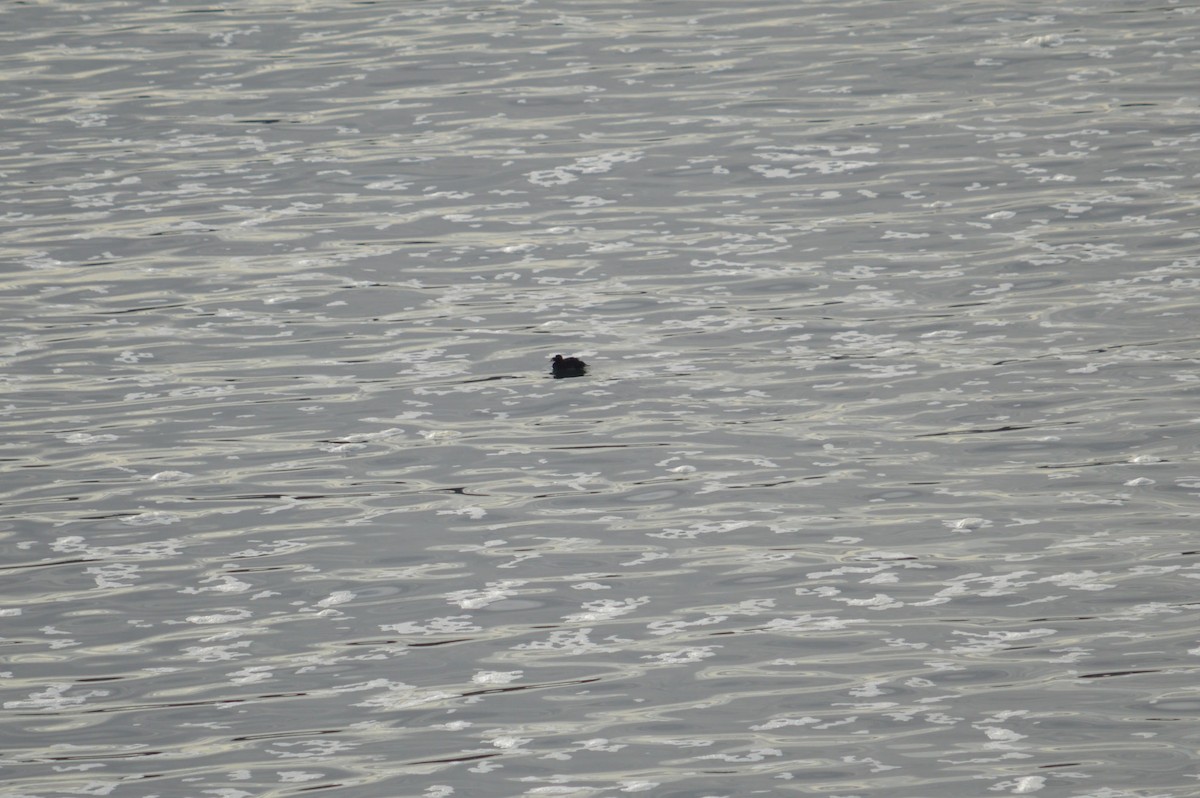 Surf Scoter - ML643449214