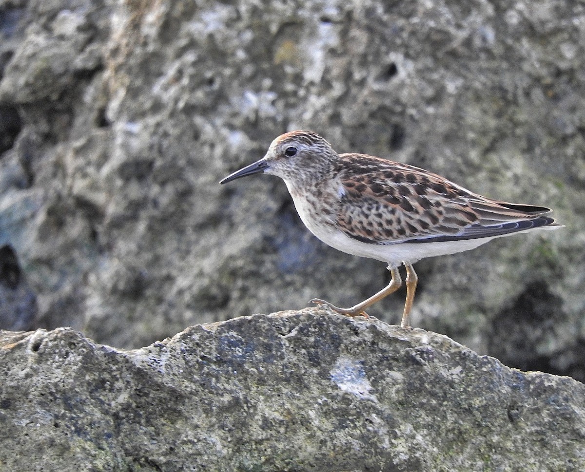 Least Sandpiper - ML643449221