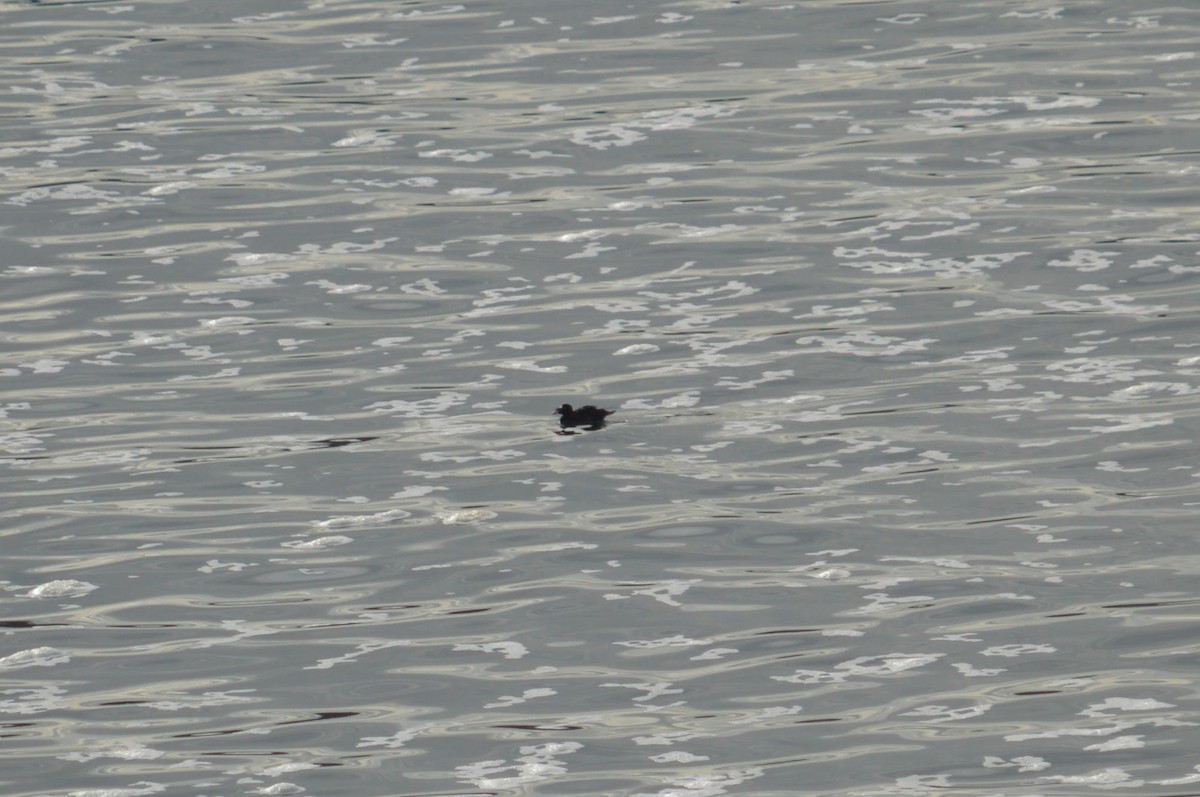 Surf Scoter - ML643449222