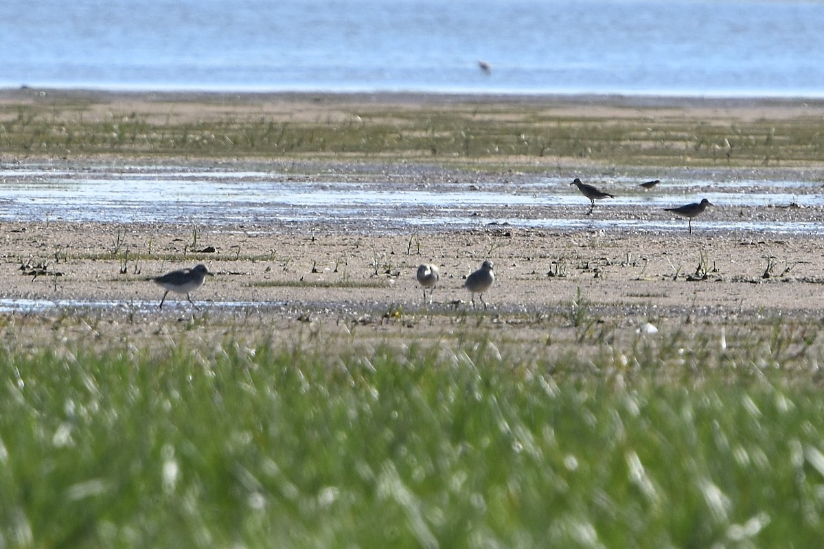 American Golden-Plover - ML643449252