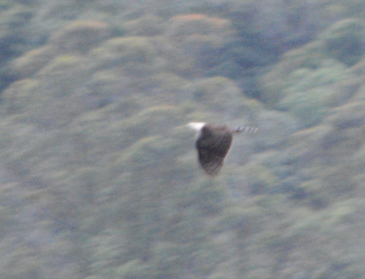 Ornate Hawk-Eagle - ML643449272
