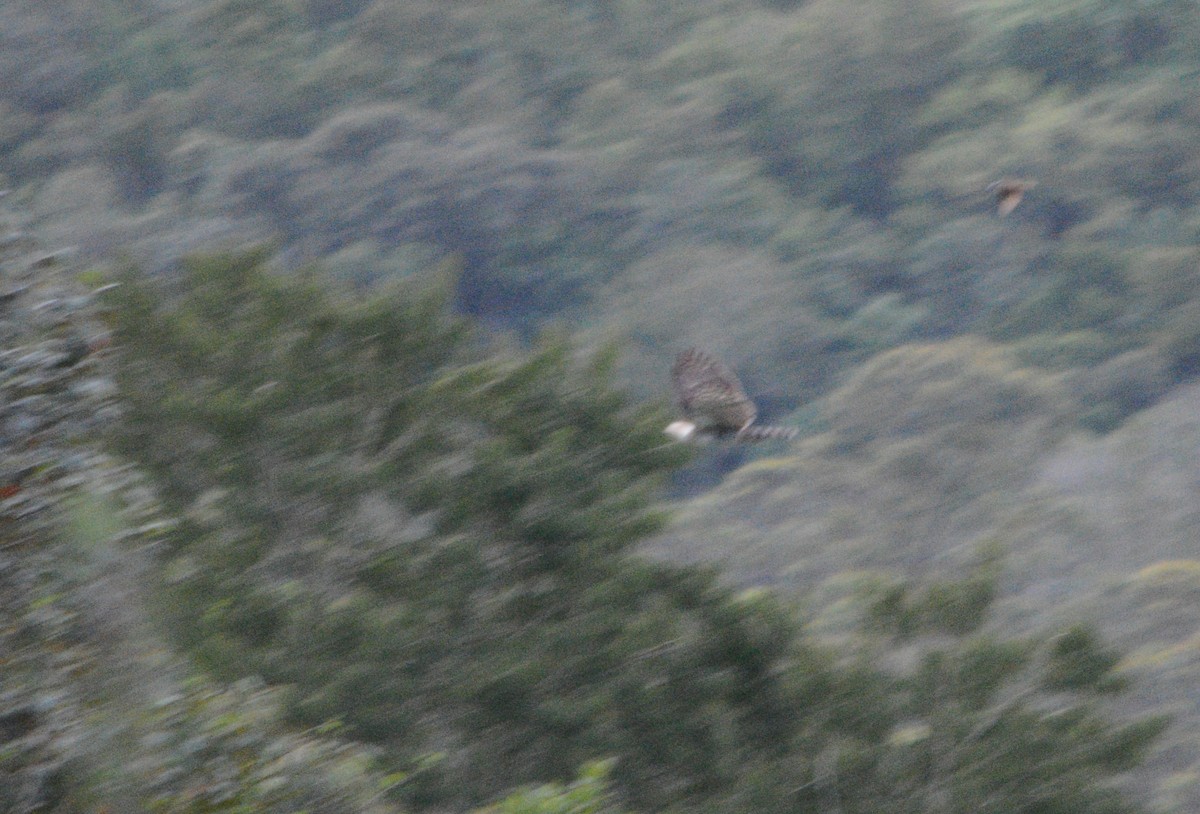 Ornate Hawk-Eagle - ML643449273