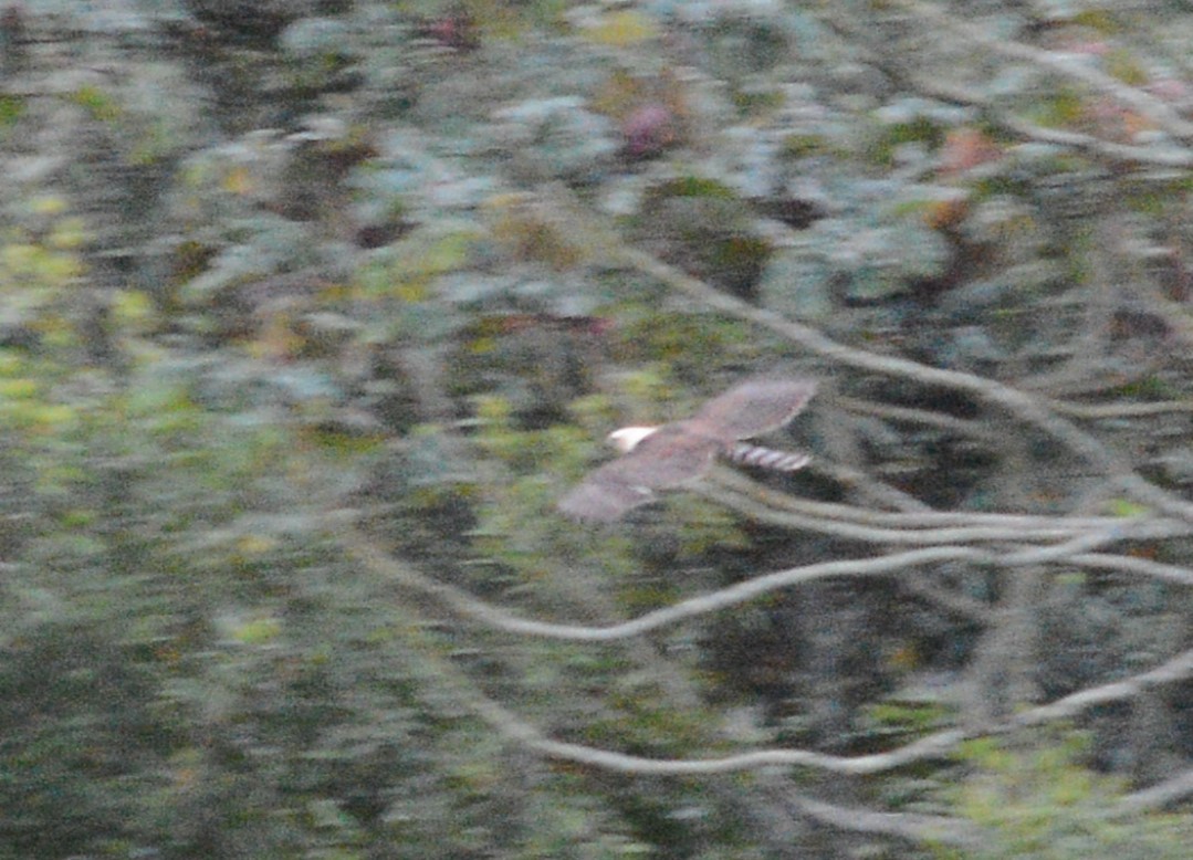 Ornate Hawk-Eagle - ML643449275