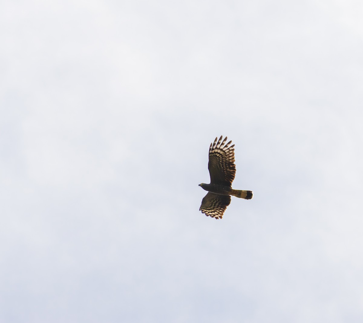 Hook-billed Kite - ML643449279