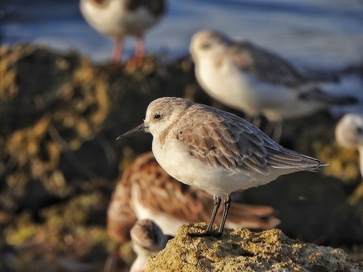 Sanderling - ML643449297