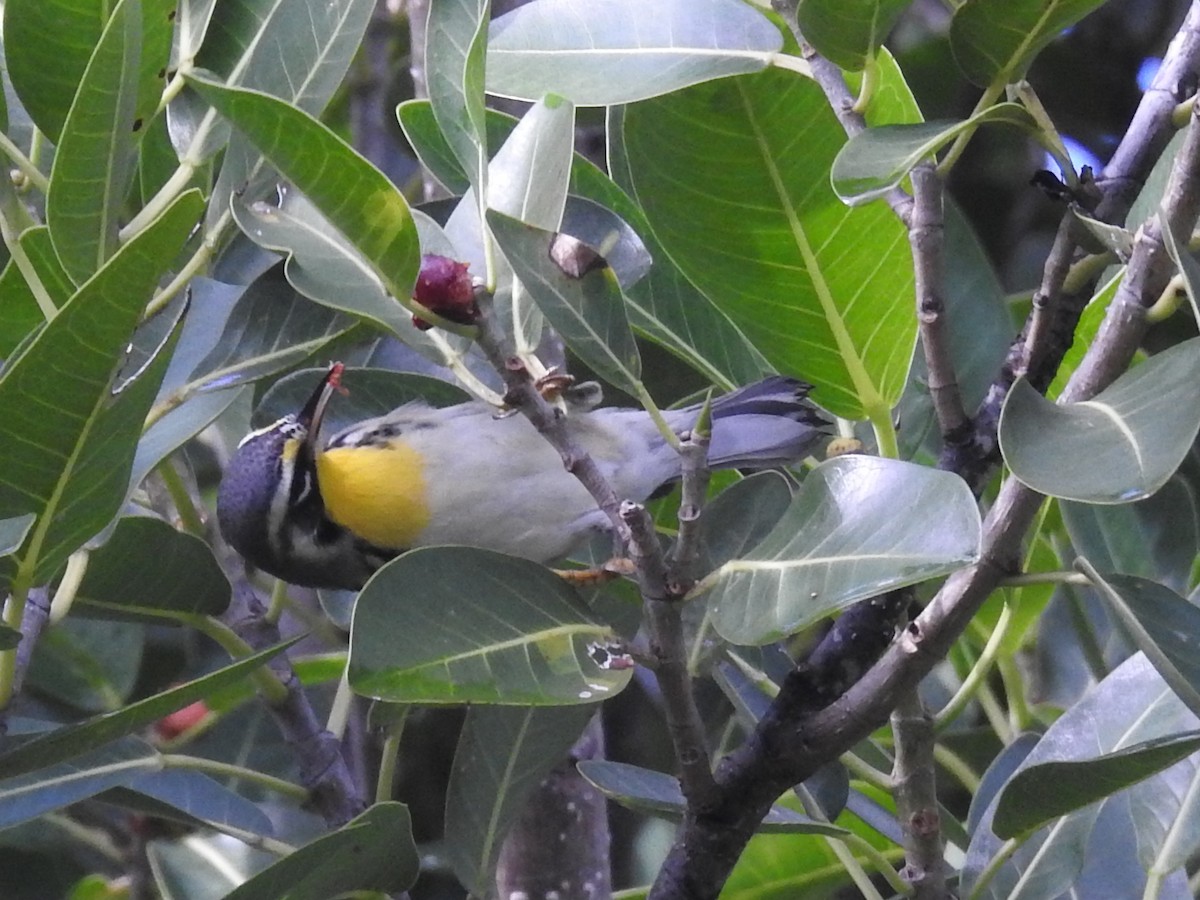 Goldkehl-Waldsänger - ML643449300