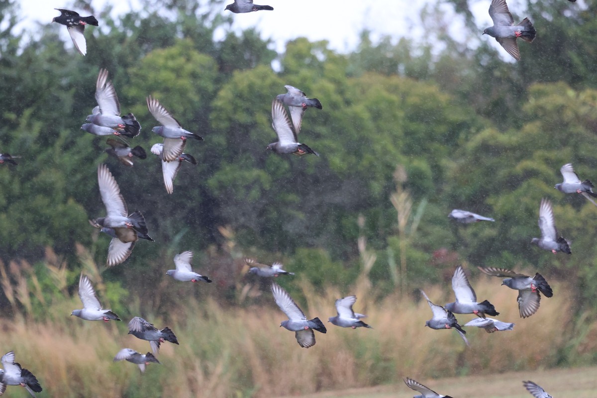 Rock Pigeon (Feral Pigeon) - ML643449304