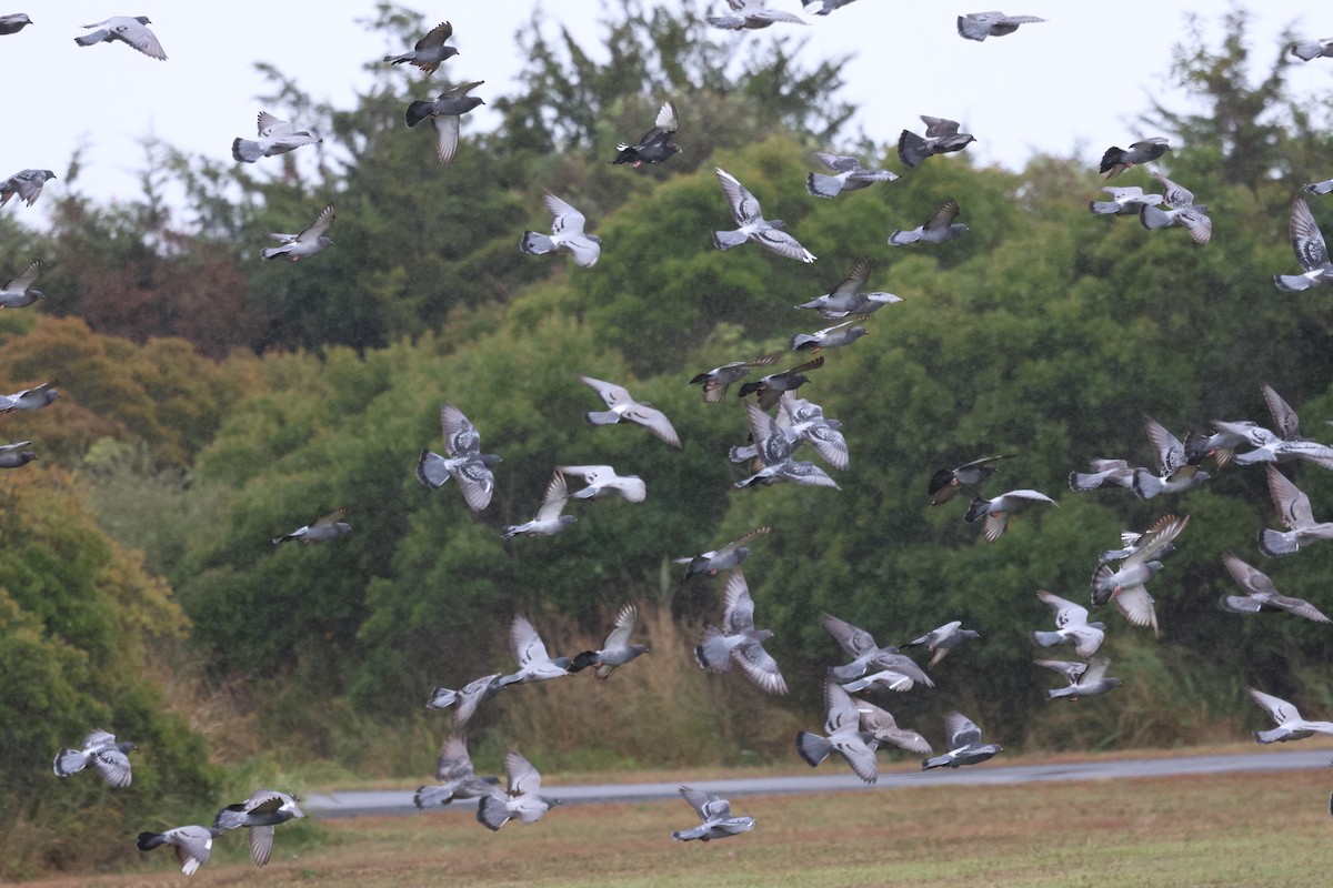 Rock Pigeon (Feral Pigeon) - ML643449305