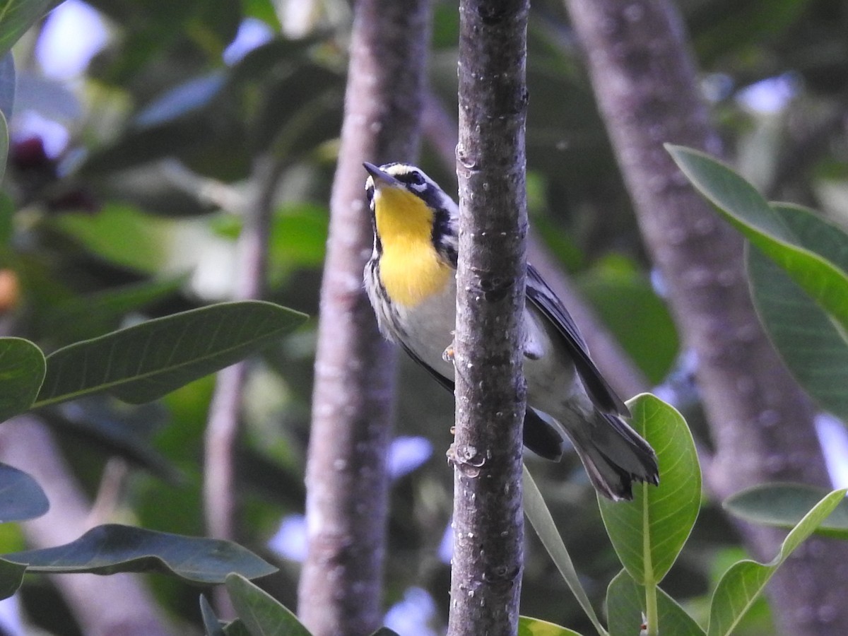Goldkehl-Waldsänger - ML643449311