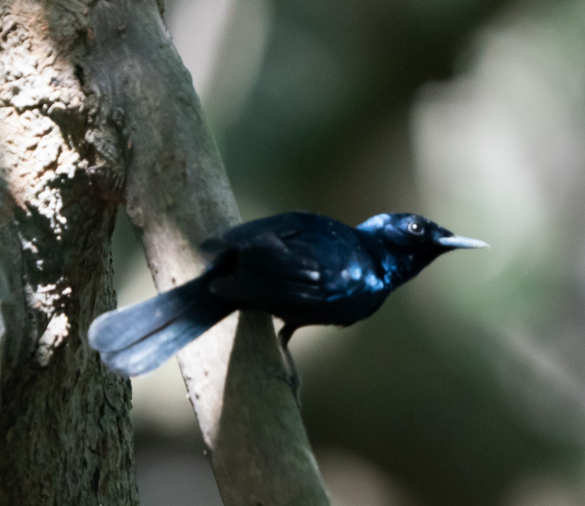 Shining Flycatcher - ML643449316