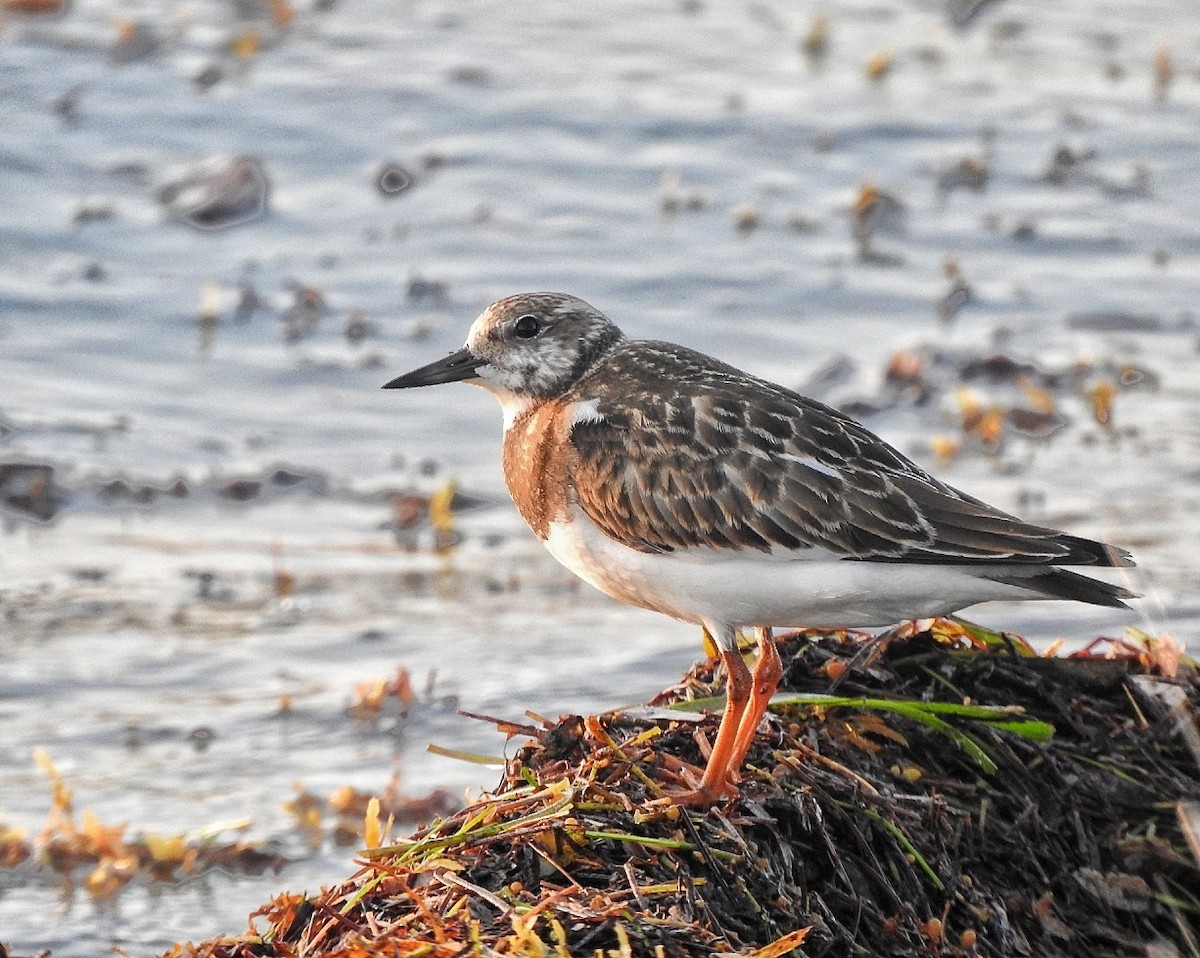 Ruddy Turnstone - ML643449319