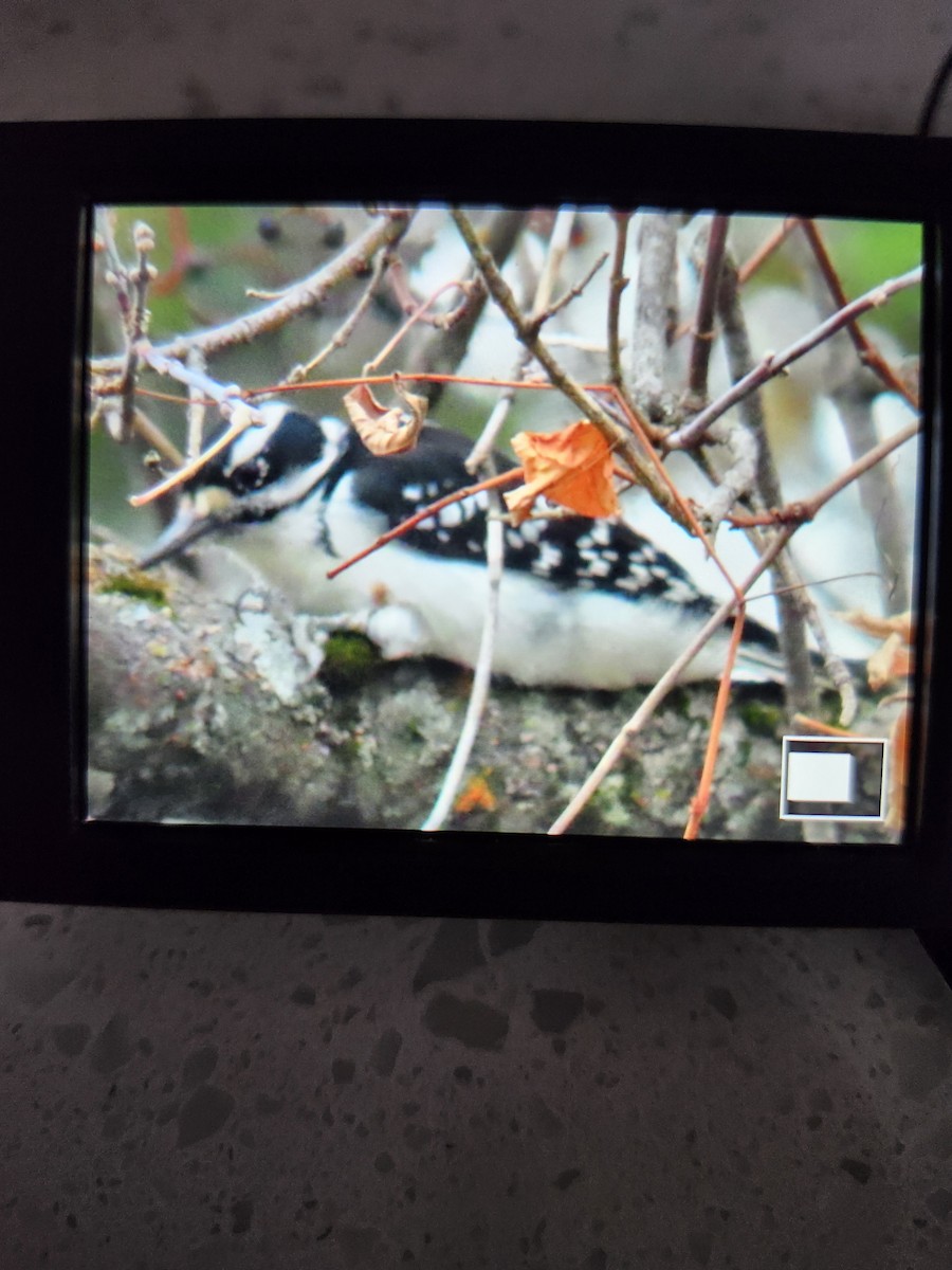 Hairy Woodpecker - ML643449333