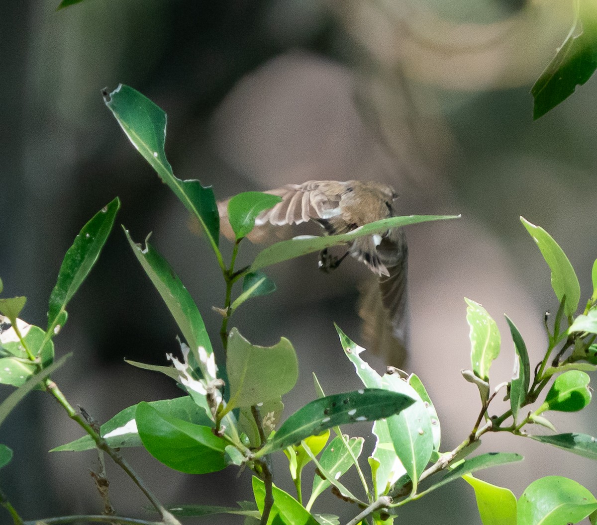 Lemon-bellied Flyrobin - ML643449340