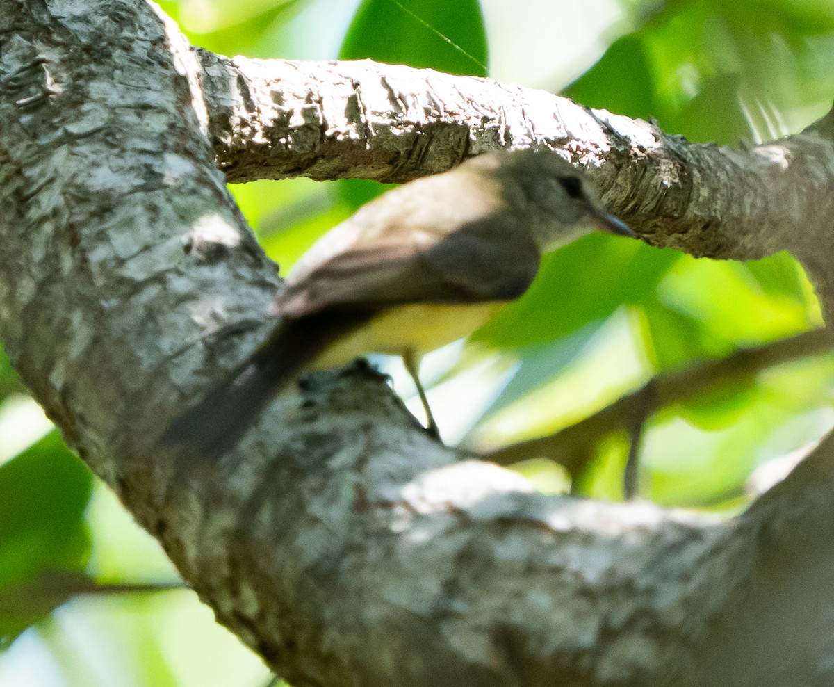 Lemon-bellied Flyrobin - ML643449341