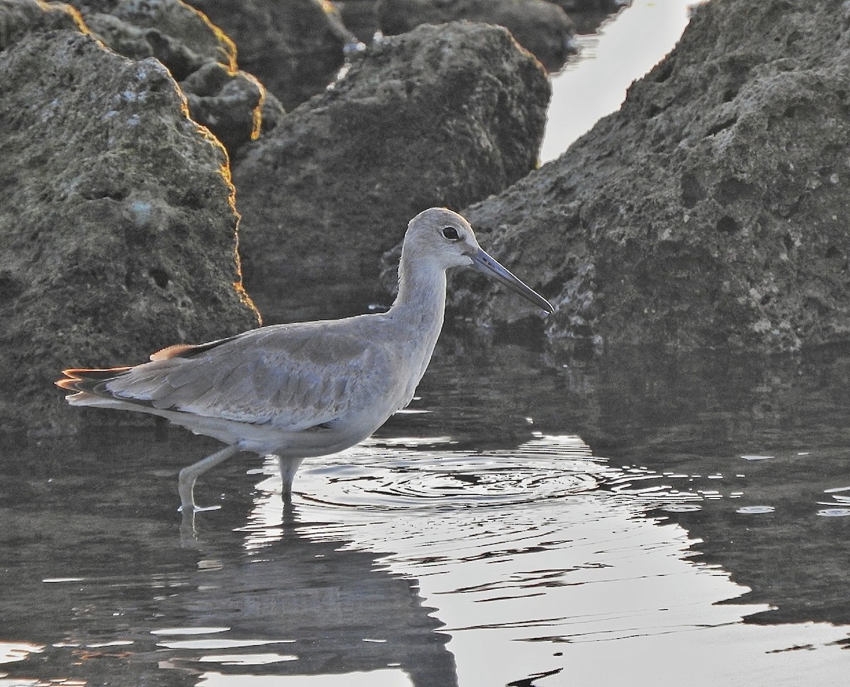 Willet - ML643449346