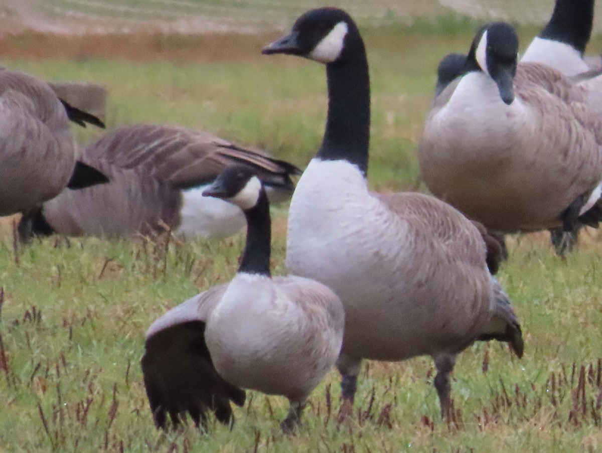 Cackling Goose (Richardson's) - ML643449352