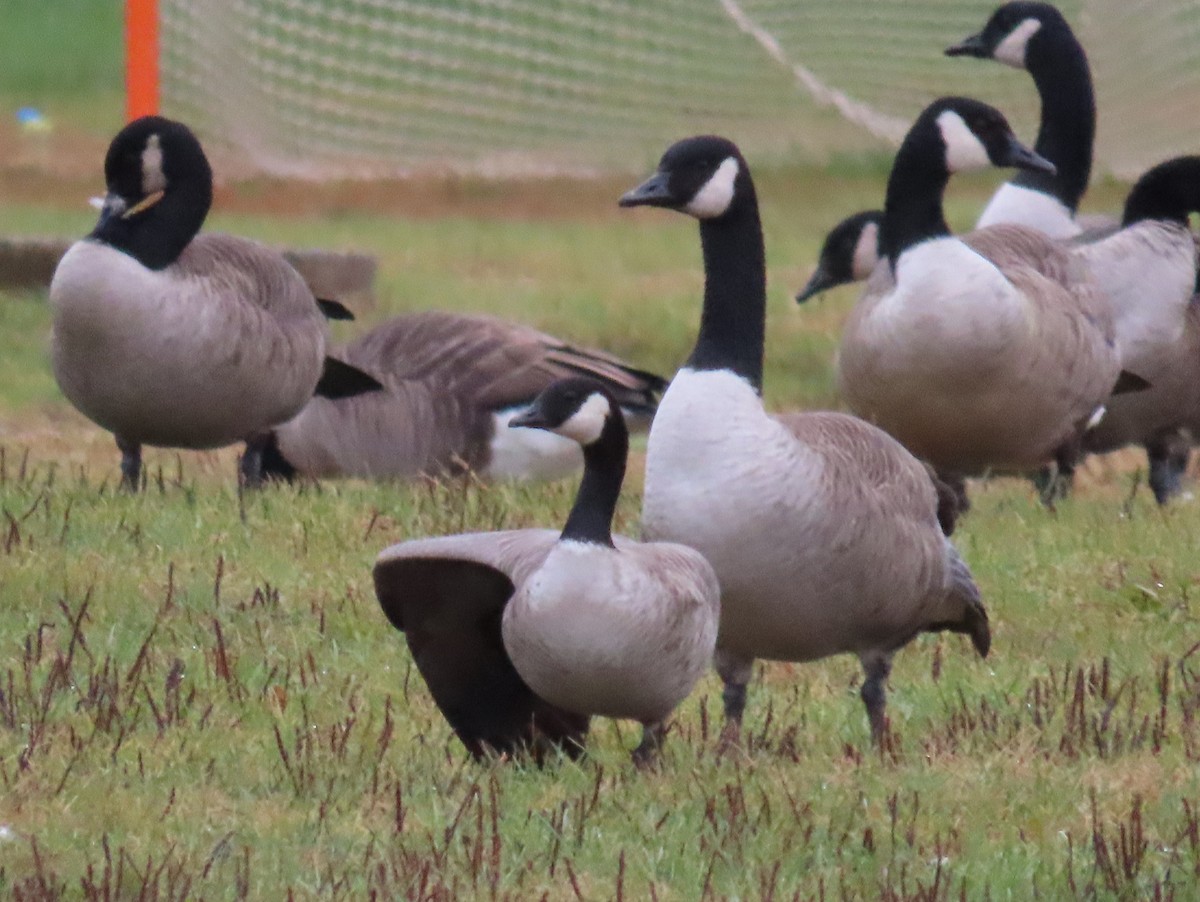 Cackling Goose (Richardson's) - ML643449353