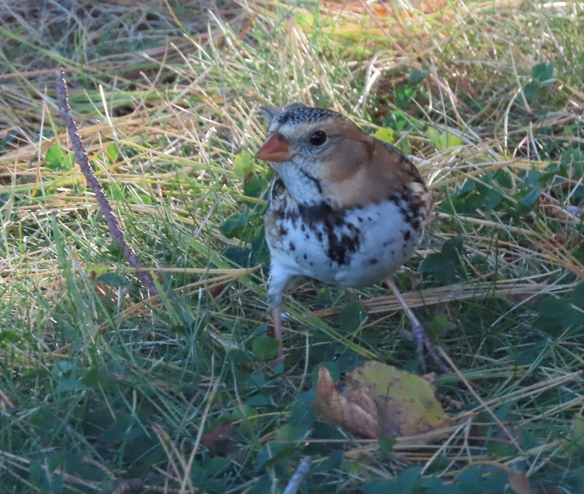Harris's Sparrow - ML643449356