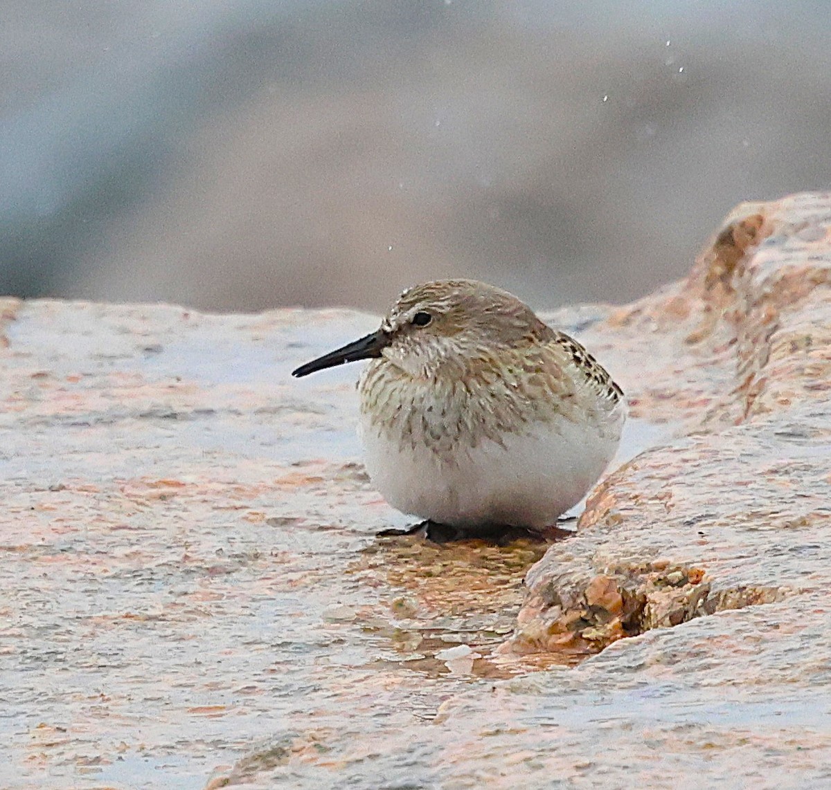 White-rumped Sandpiper - ML643449358
