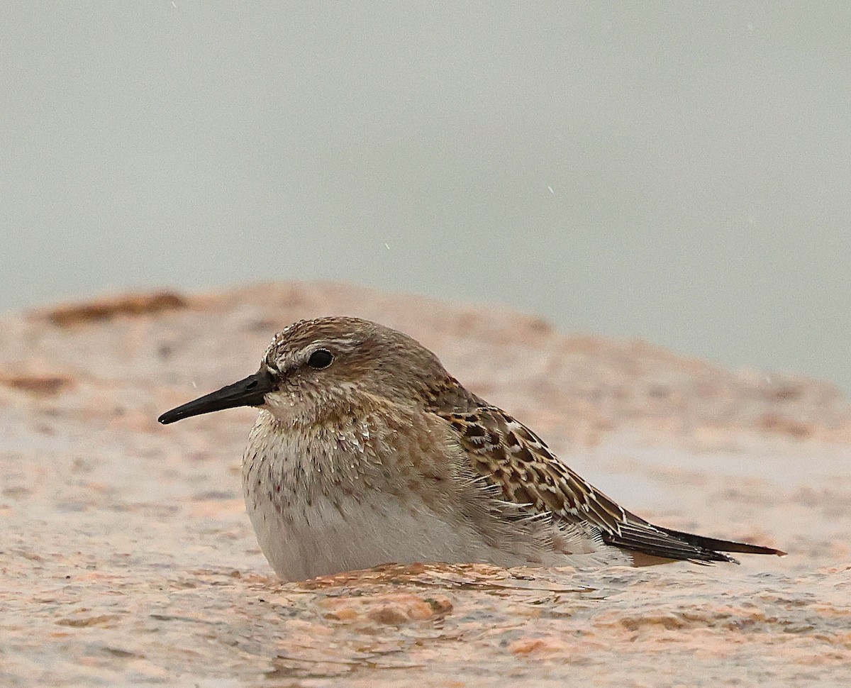 White-rumped Sandpiper - ML643449359