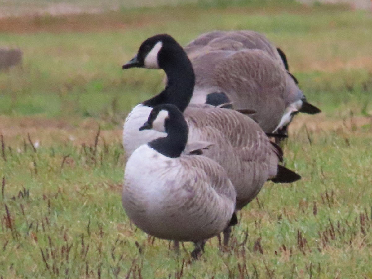 Cackling Goose (Richardson's) - ML643449362