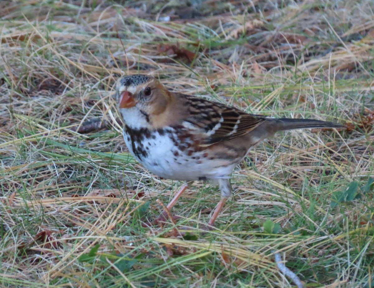 Harris's Sparrow - ML643449364