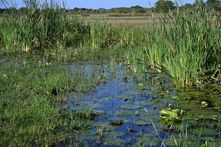 Nibela Floodplains, Kwazulu-Natal, South Africa - eBird Hotspot