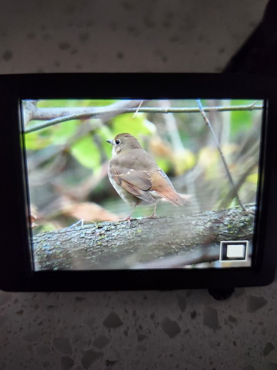 Hermit Thrush - ML643449368