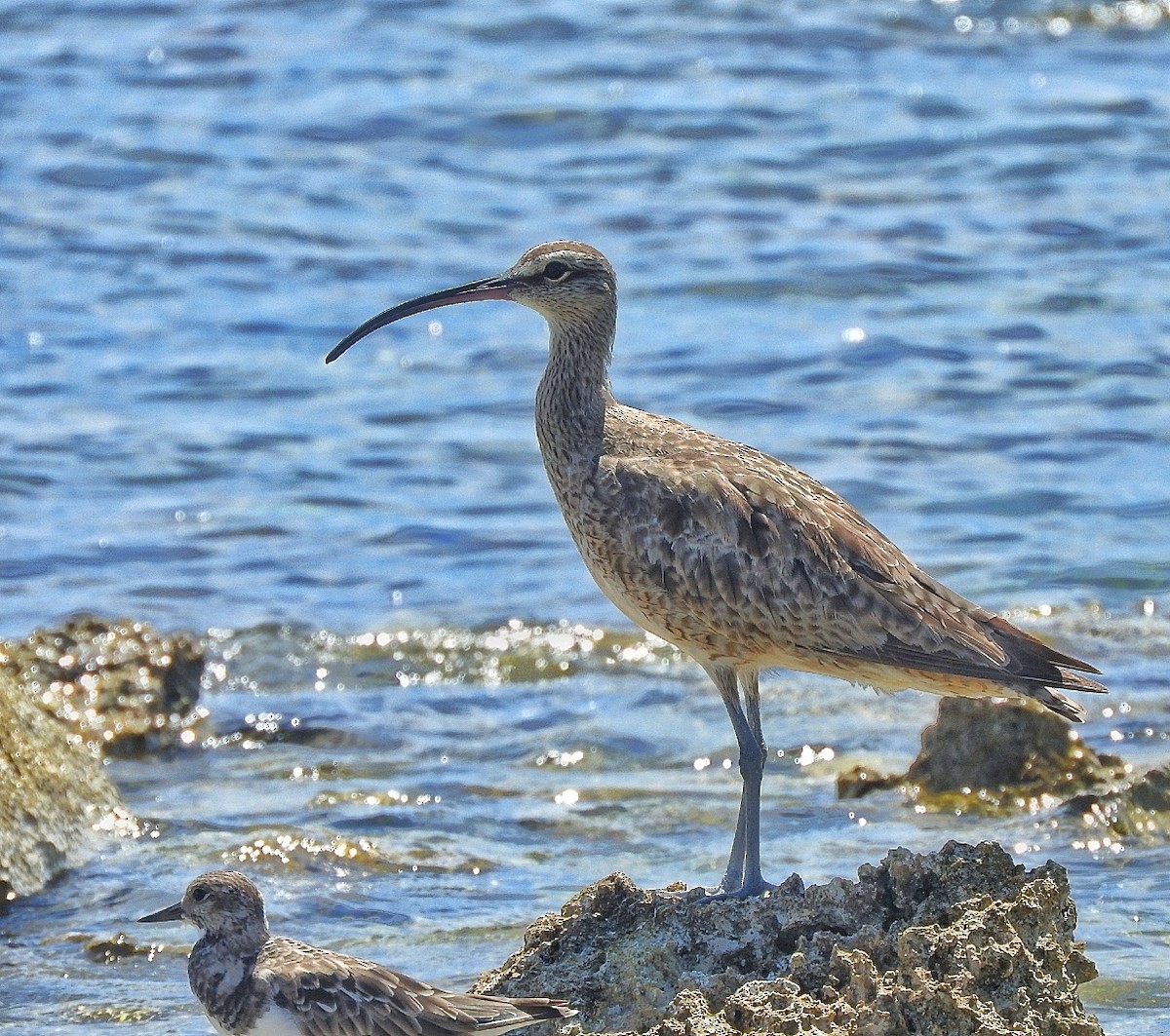 Hudsonian Whimbrel - ML643449369