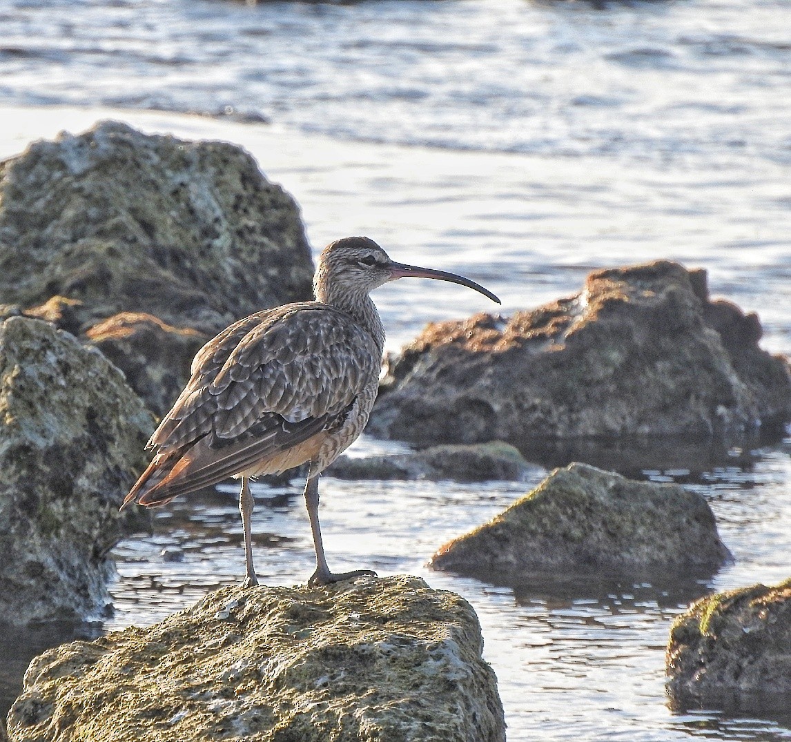 Hudsonian Whimbrel - ML643449370