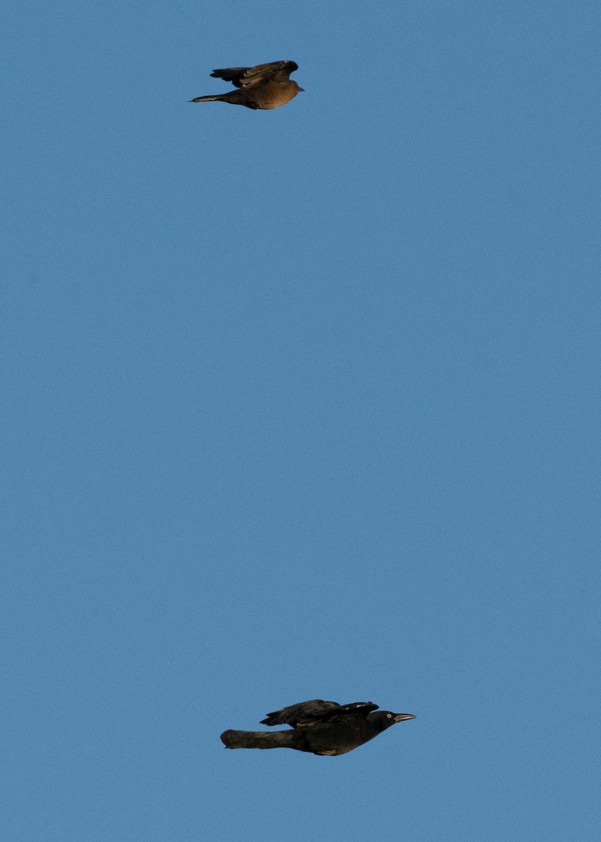 Great-tailed Grackle - ML643449378
