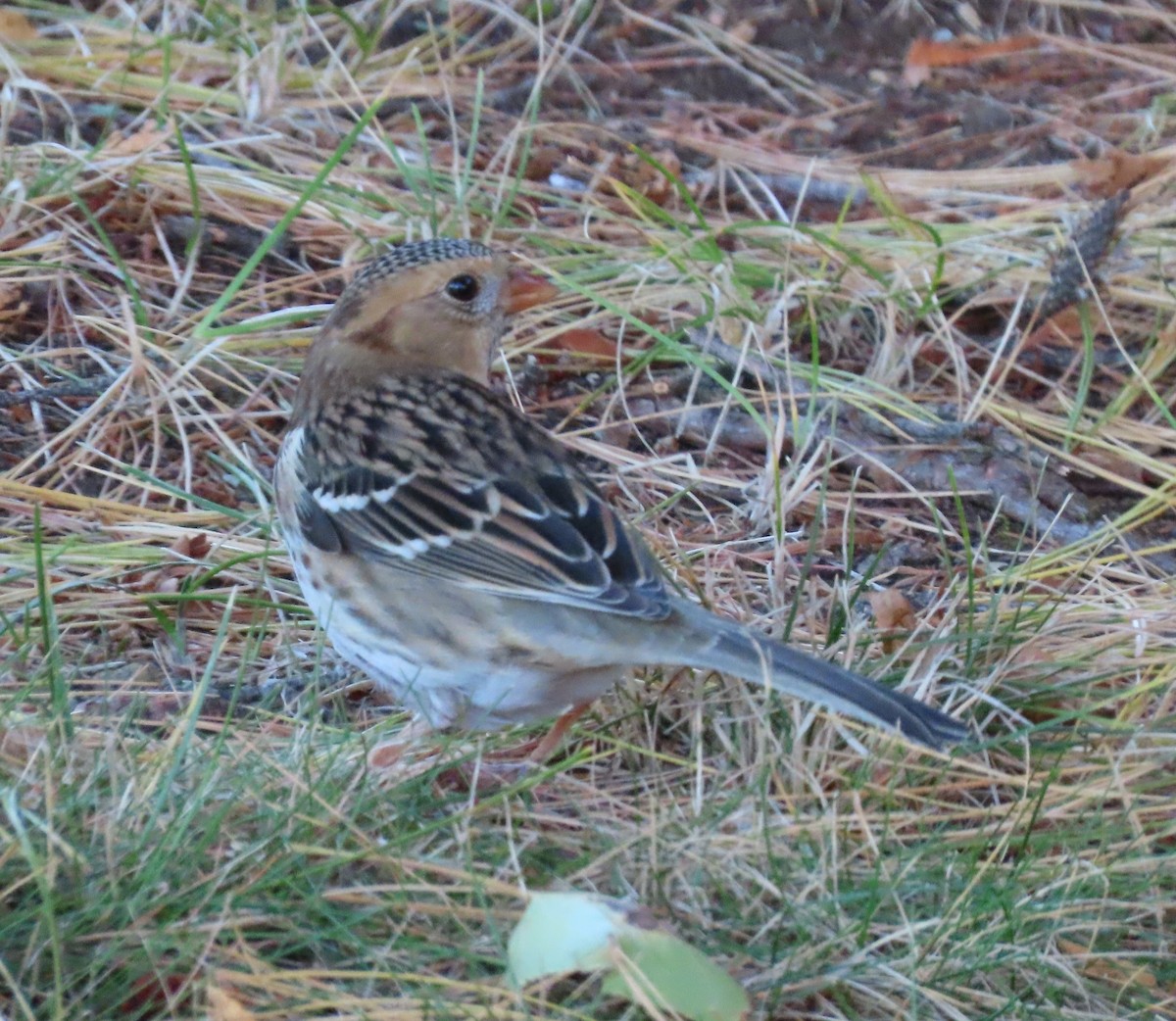 Harris's Sparrow - ML643449382