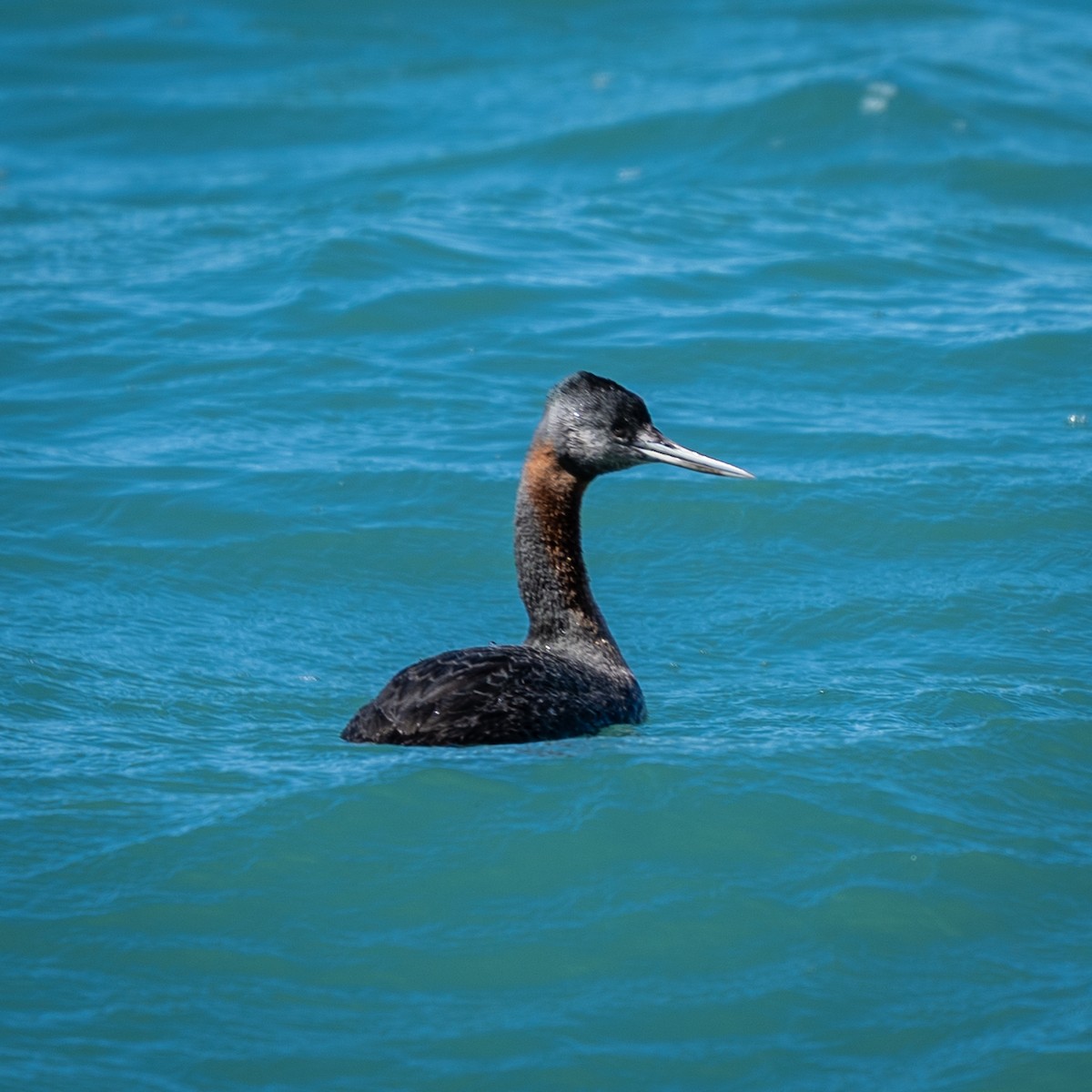 Great Grebe - ML643449385