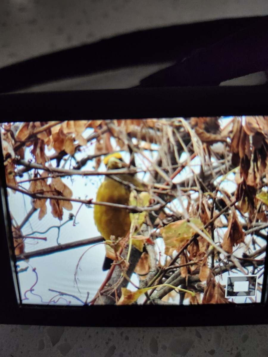 Evening Grosbeak - ML643449397