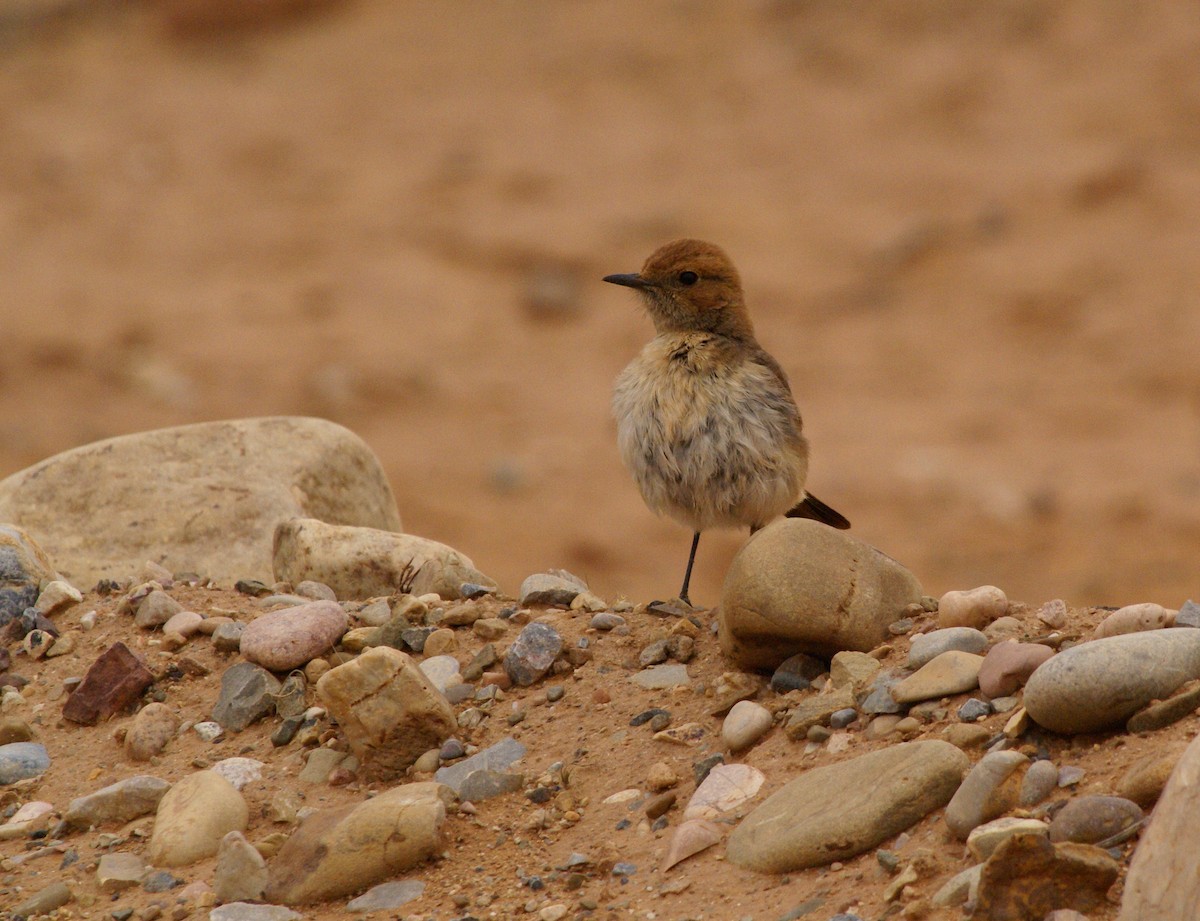 Red-rumped Wheatear - ML643449412