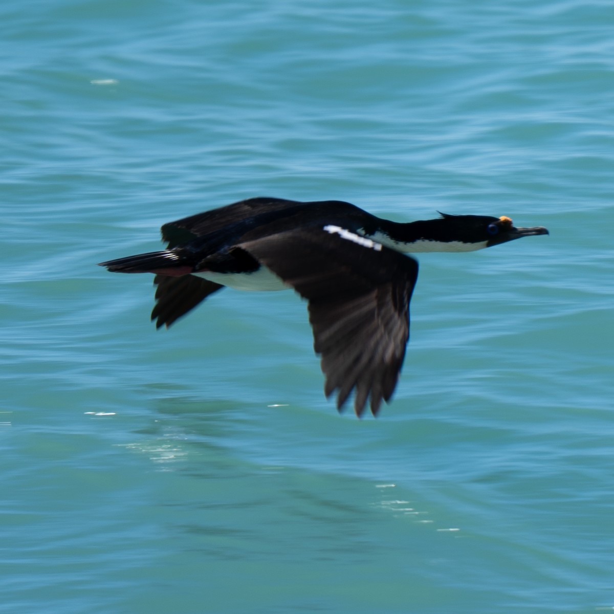 Imperial Cormorant (Imperial) - ML643449413