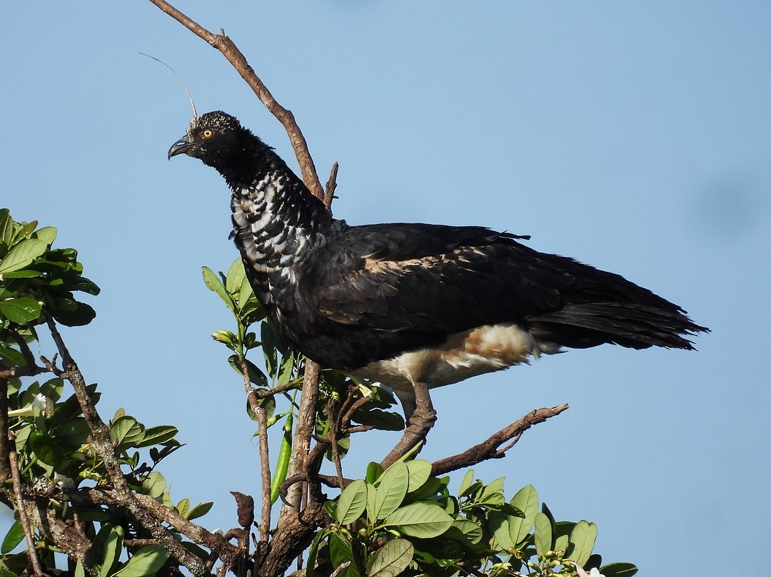 Horned Screamer - ML643449415