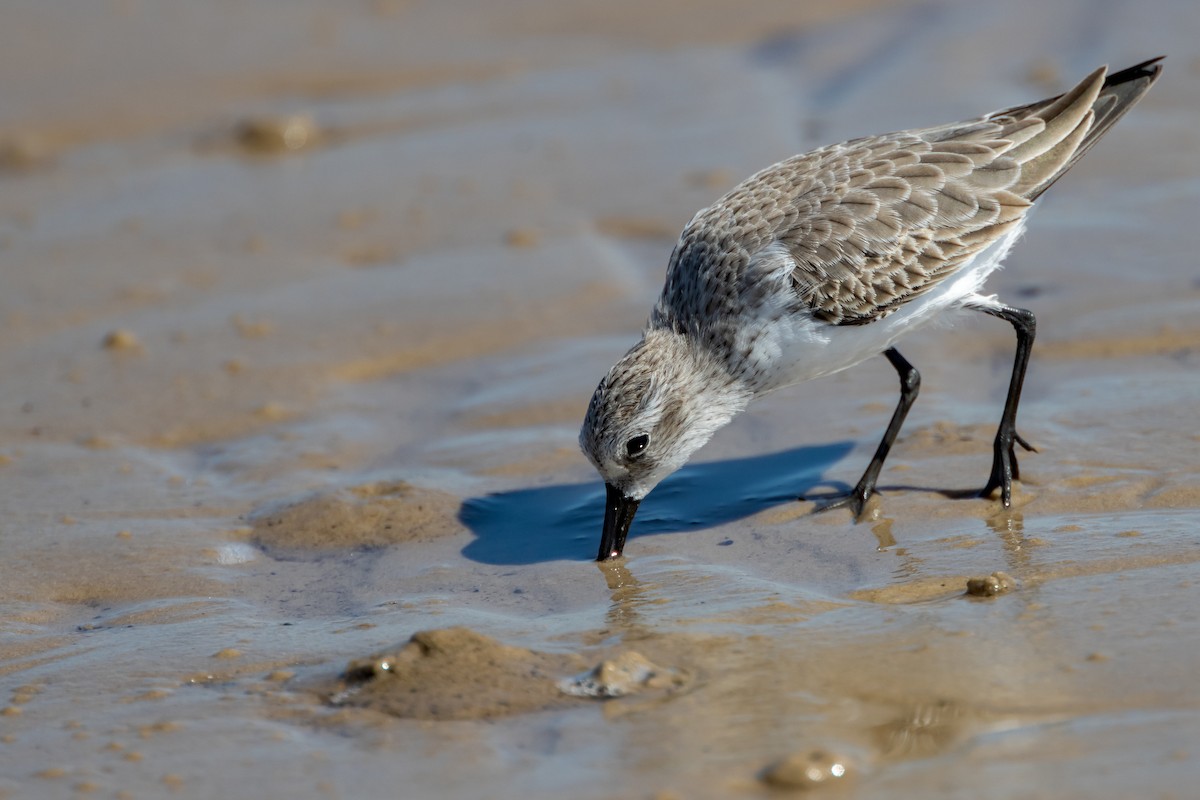 Western Sandpiper - ML643449425