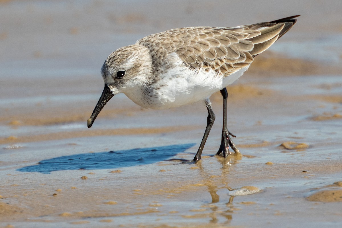 Western Sandpiper - ML643449426