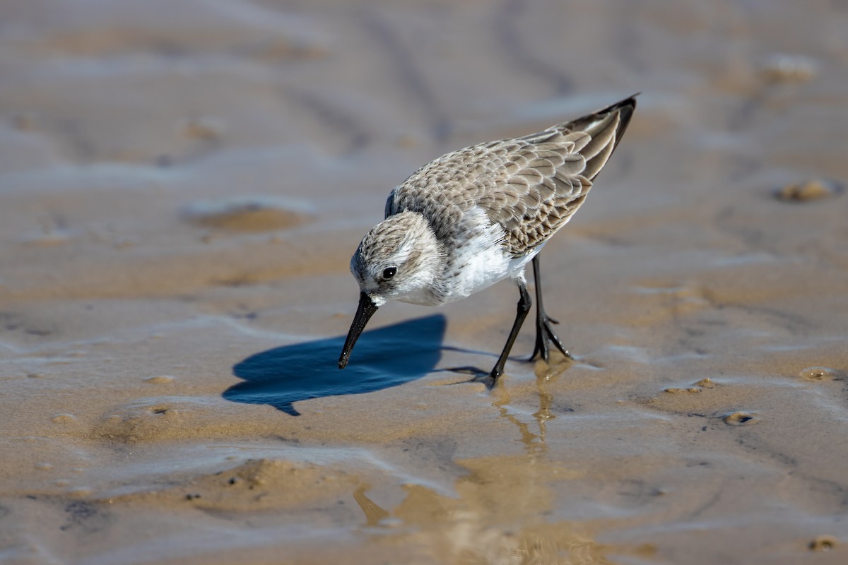 Western Sandpiper - ML643449427