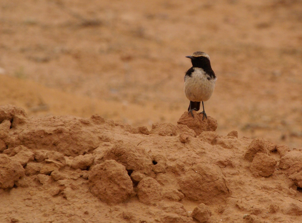 Red-rumped Wheatear - ML643449428