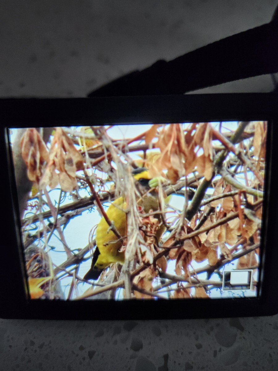 Evening Grosbeak - ML643449430